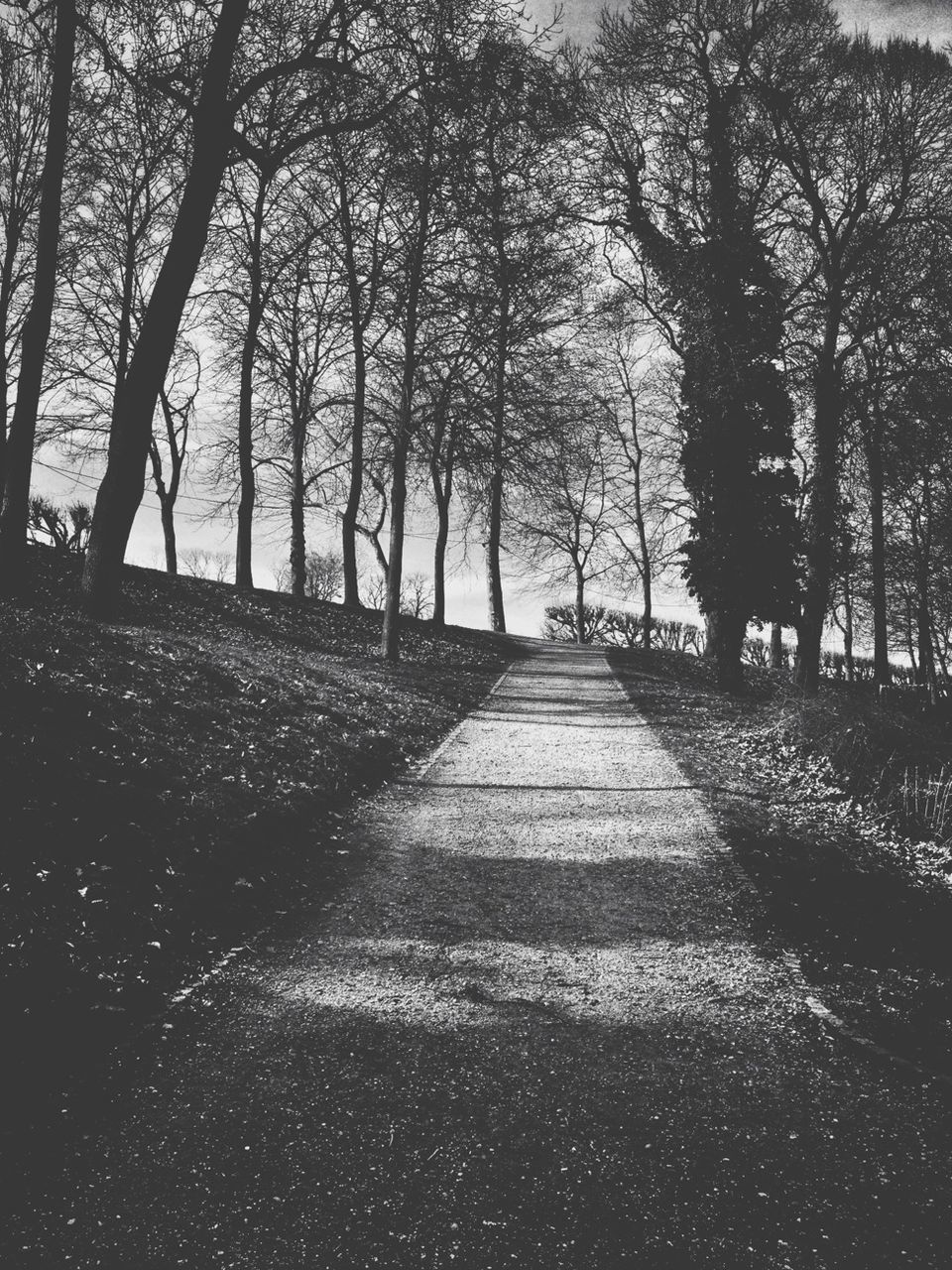 tree, the way forward, tranquility, diminishing perspective, tranquil scene, shadow, nature, tree trunk, sunlight, vanishing point, footpath, branch, growth, day, empty, outdoors, bare tree, scenics, sky, no people