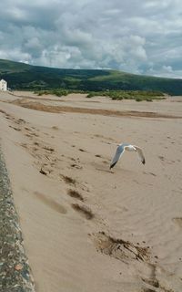 Birds on beach against sky