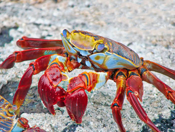 Close-up of crab on sea shore