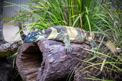 High angle view of lizard on land