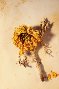  wilted orange flower of common marigold also called calendula or pot marigold on old stained paper