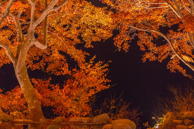 Low angle view of trees in forest during autumn