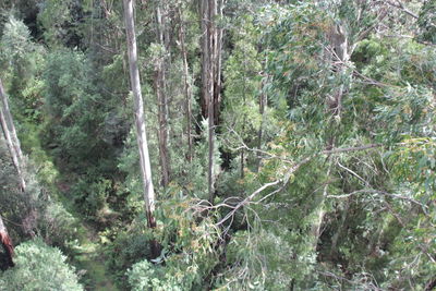 Full frame shot of trees in forest