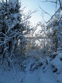Close-up of tree against sky during winter