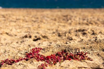 Close-up of red berries on sand