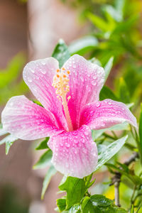 Close-up of wet pink flower