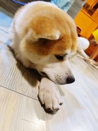 Close-up of dog relaxing on floor