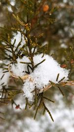 Close-up of tree branch