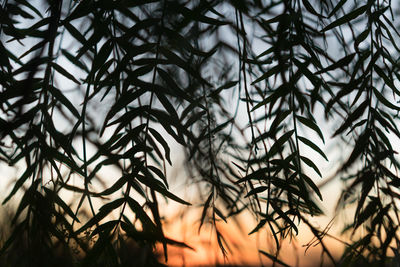 Close-up of tree against sky