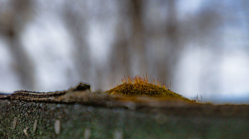 Close-up of moss