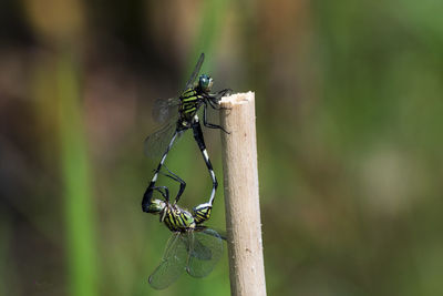 Close-up of insect on plant