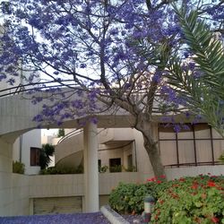 Flowering tree by building in city