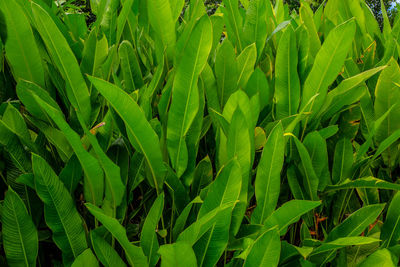 Full frame shot of crops growing on field