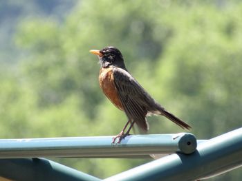 Close-up of bird perching on railing