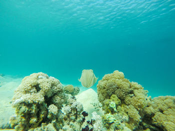 Close-up of coral in sea