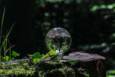 Close-up of bubbles in field