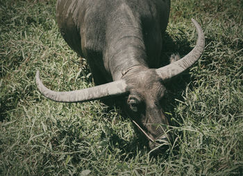 High angle view of buffalo on field