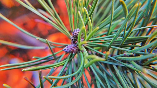 Close-up of plant