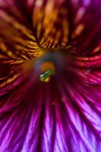 Extreme close-up of purple flower