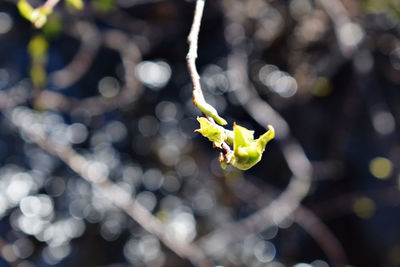 Close-up of green leaves on plant