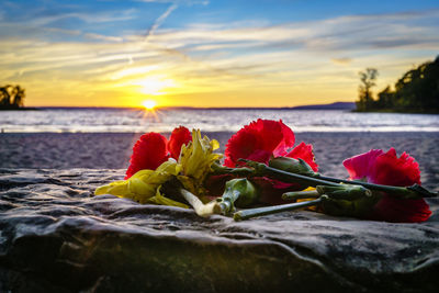 Close-up of flowers against sea at sunset