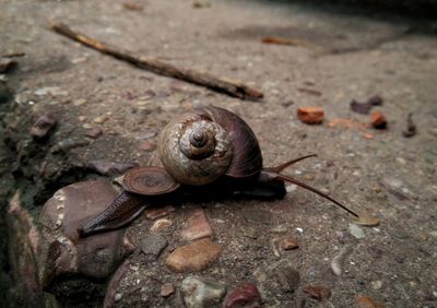 Close-up of snail