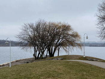 Bare tree by sea against sky