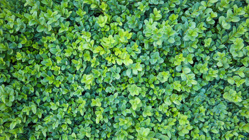 Full frame shot of plants growing on field