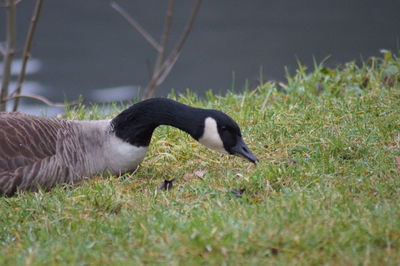 Side view of a bird on field