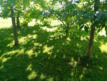 Shadow of tree on grassland