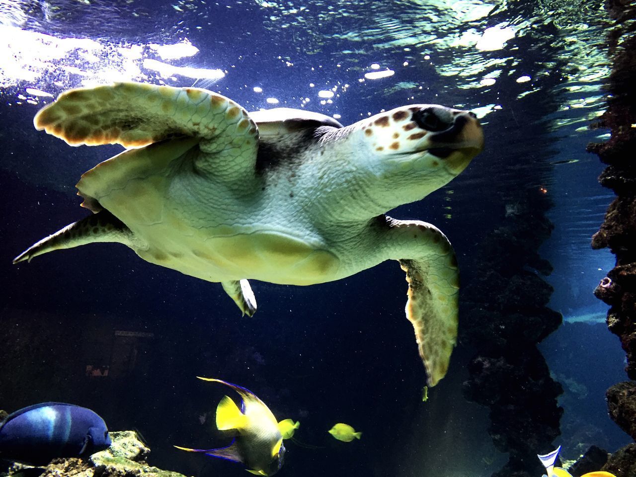 CLOSE-UP OF FISH IN AQUARIUM