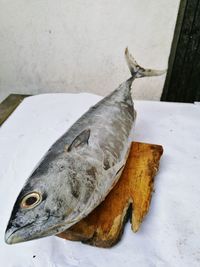 High angle view of dead fish on table