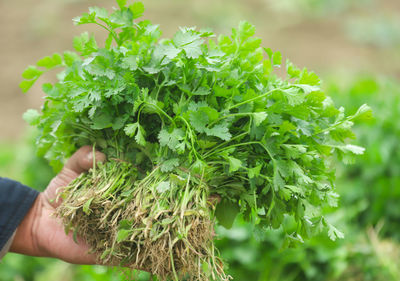 Cropped hand of woman holding plant