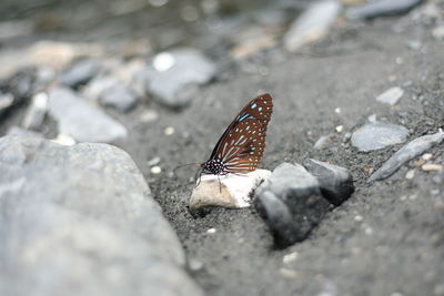 Close-up of butterfly on leaf