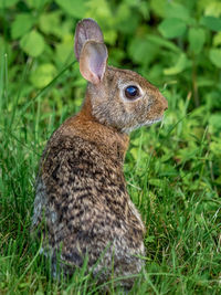 Rear view of rabbit sitting on grassy field