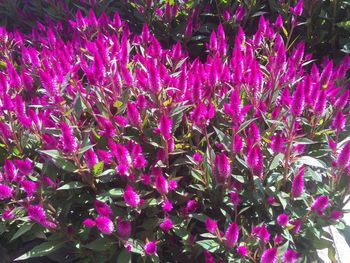 Full frame shot of purple flowers