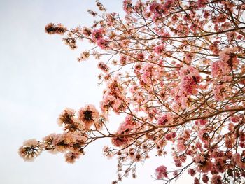 Low angle view of cherry blossoms against sky