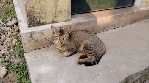 Portrait of cat sitting outdoors