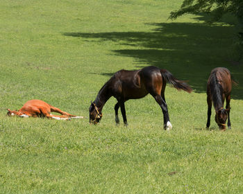 Horses grazing in a field