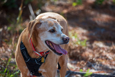 Close-up of a dog looking away