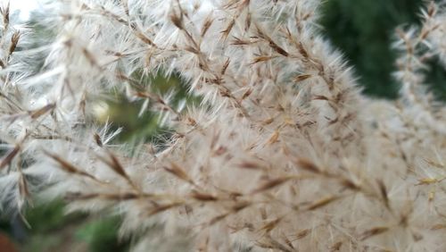 Close-up of plants