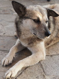 Close-up of dog looking away