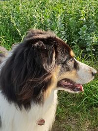 Close-up of dog looking away