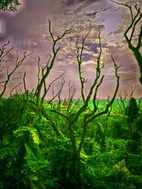 Scenic view of green landscape