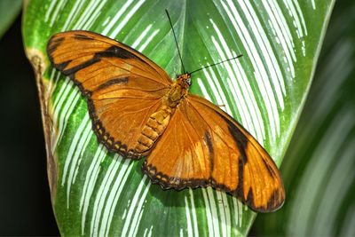 Butterfly perching on leaf