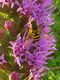 Close-up of honey bee on purple flowers