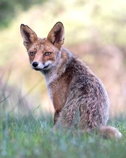 Close-up of fox on field