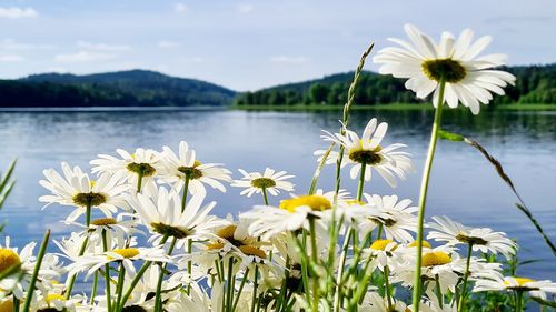 Close-up of flowering plants by lake against sky