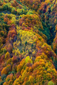 High angle view of trees in forest