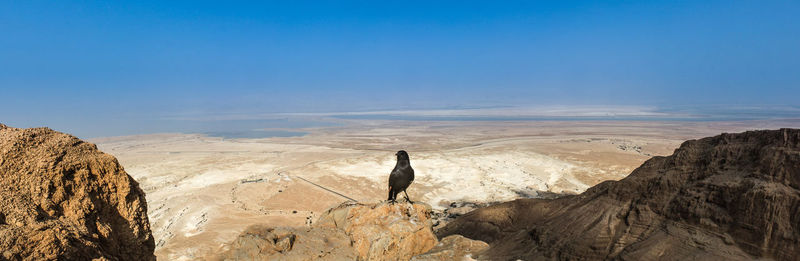 View of birds on rock